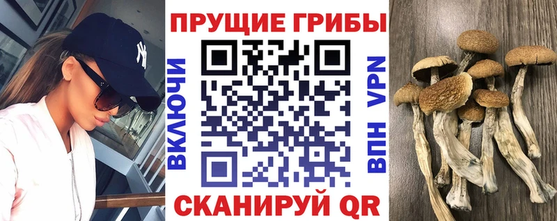 Псилоцибиновые грибы Psilocybine cubensis  Луга 